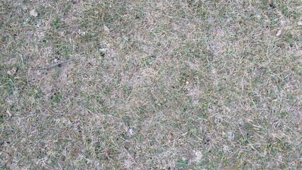 Dry grass texture