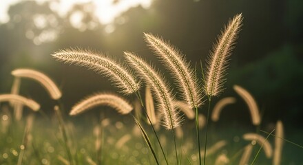 Wild foxtail grass in morning sunlight, close up of fluffy seed heads in natural meadow field