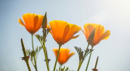 Fototapeta premium Bright orange poppy flowers blooming in sunlight against clear blue sky, low angle nature closeup photo