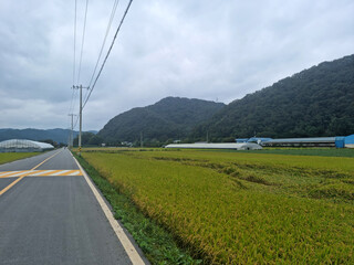Fototapeta premium Countryside scenery with golden fields