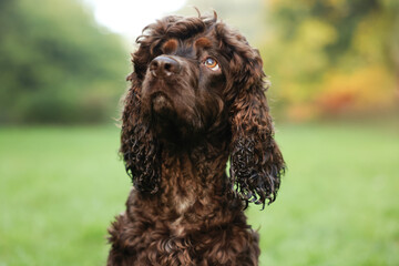 Beautiful Irish water spaniel dog in park