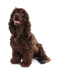 Cute Cocker Spaniel dog on white background