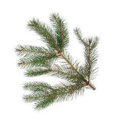 Green Christmas tree branch on white background