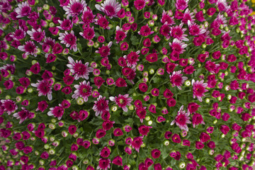 Close-up of purple chrysanthemum flowers