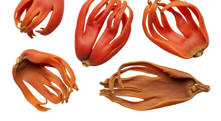 Nutmeg mace spice, aromatic condiment and culinary ingredient isolated PNG with Transparent Background