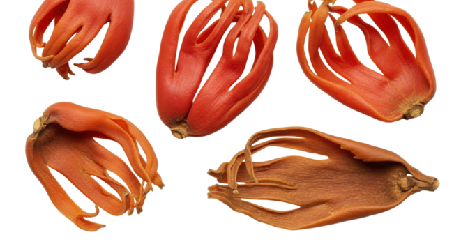 Nutmeg mace spice, aromatic condiment and culinary ingredient isolated PNG with Transparent Background