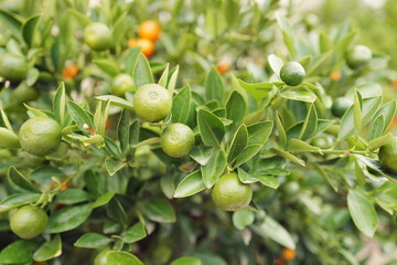 orange tree with green fruit waiting for a cold snap before harvest on the streets of Istanbul, Turkey