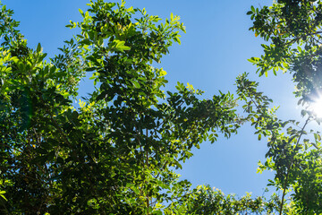 Fototapeta premium Looking up at green tree branches under clear blue sky with sun flare