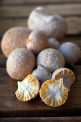 DIGUEÑE FRUTO SILVESTRE FRUTO ÁRBOL ROBLE COIGUE HONGO PARÁSITO SUR DE CHILE 