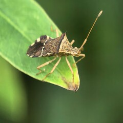 Armored insect rests serenely on a vibrant green leaf