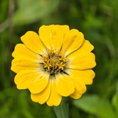 Bright yellow Zinnia flower blooming green background