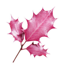 Naklejka premium PNG Vibrant pink holly leaves isolated.