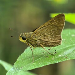 Fuzzy skipper rests serenely on textured leaf