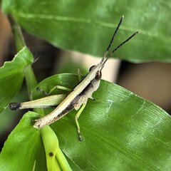Grasshopper perched on vibrant green leaves