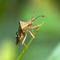Intriguing bug perched on a blade green background