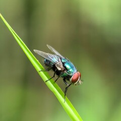 Iridescent fly clinging to verdant blade