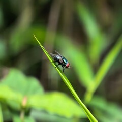 Iridescent fly rests on vibrant green blade