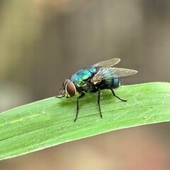 Iridescent insect perched upon vibrant green blade