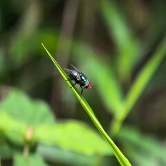 Iridescent insect perches on vibrant green blade