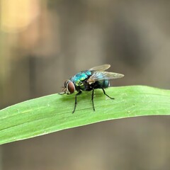 Iridescent insect resting on a bright green leaf