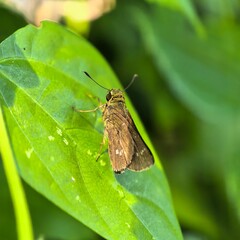 Moth perched on vivid green leafy surface