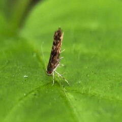 Moth perches on a vibrant green leaf