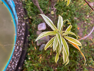 Vibrant Dracaena Reflexa plant with lush green and yellow variegated leaves reaching towards the...