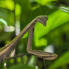 Praying Mantis poised amid green foliage