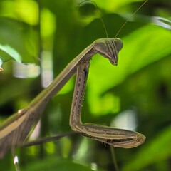 Praying mantis poised among vibrant greenery