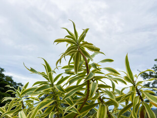 Vibrant Dracaena Reflexa plant with lush green and yellow variegated leaves reaching towards the...