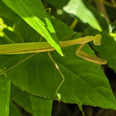 Predatory insect poised amongst vibrant green leaves