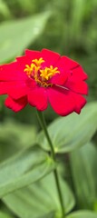 Radiant red flower with yellow center detail