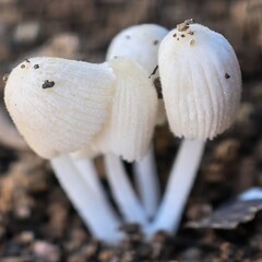 Pristine White Mushrooms Sprouting Amongst Soil