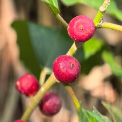 Red fruit on green branches