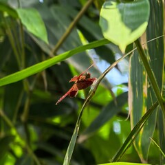 Red dragonfly perched gracefully on blade of grass