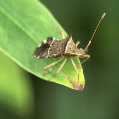 Spiked insect rests upon vibrant leaf