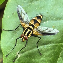 Striking fly with striped patterns on leaf