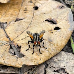Striped fly rests on weathered leaf