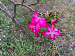 Vibrant pink desert rose blossoms with refreshing raindrops, a symbol of resilience and beauty,...