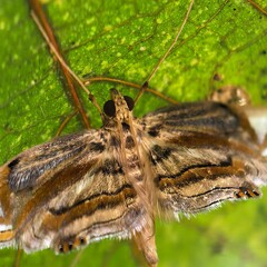 Striped moth clinging beneath vibrant green leaf