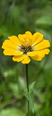 Sunny yellow zinnia blooms elegantly