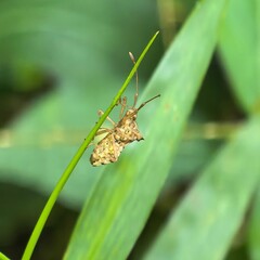 Textured insect clings to a slender green stem