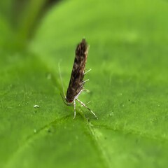 Tiny brown moth poised on vibrant green leaf