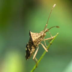 Tiny bug clinging to a vibrant green stem