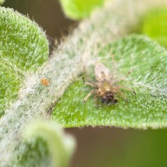 Tiny spider feasts on leaf webbed habitat