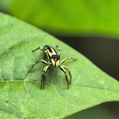 Tiny spider perched on vibrant green leaf