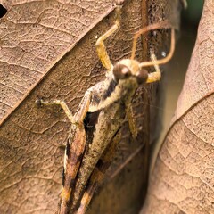 Tiny insect perches on brown decaying leaf