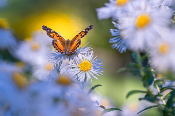 The close portrait of a butterfly on aster flowers at the late summer