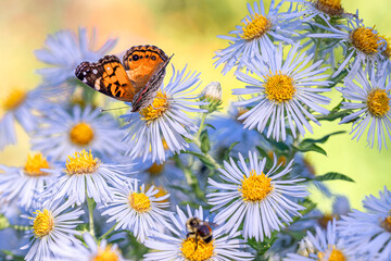 The close portrait of a butterfly on aster flowers at the late summer