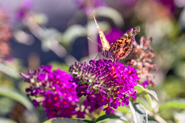 The close portrait of a butterfly on butterfly bush flowers at the late summer
